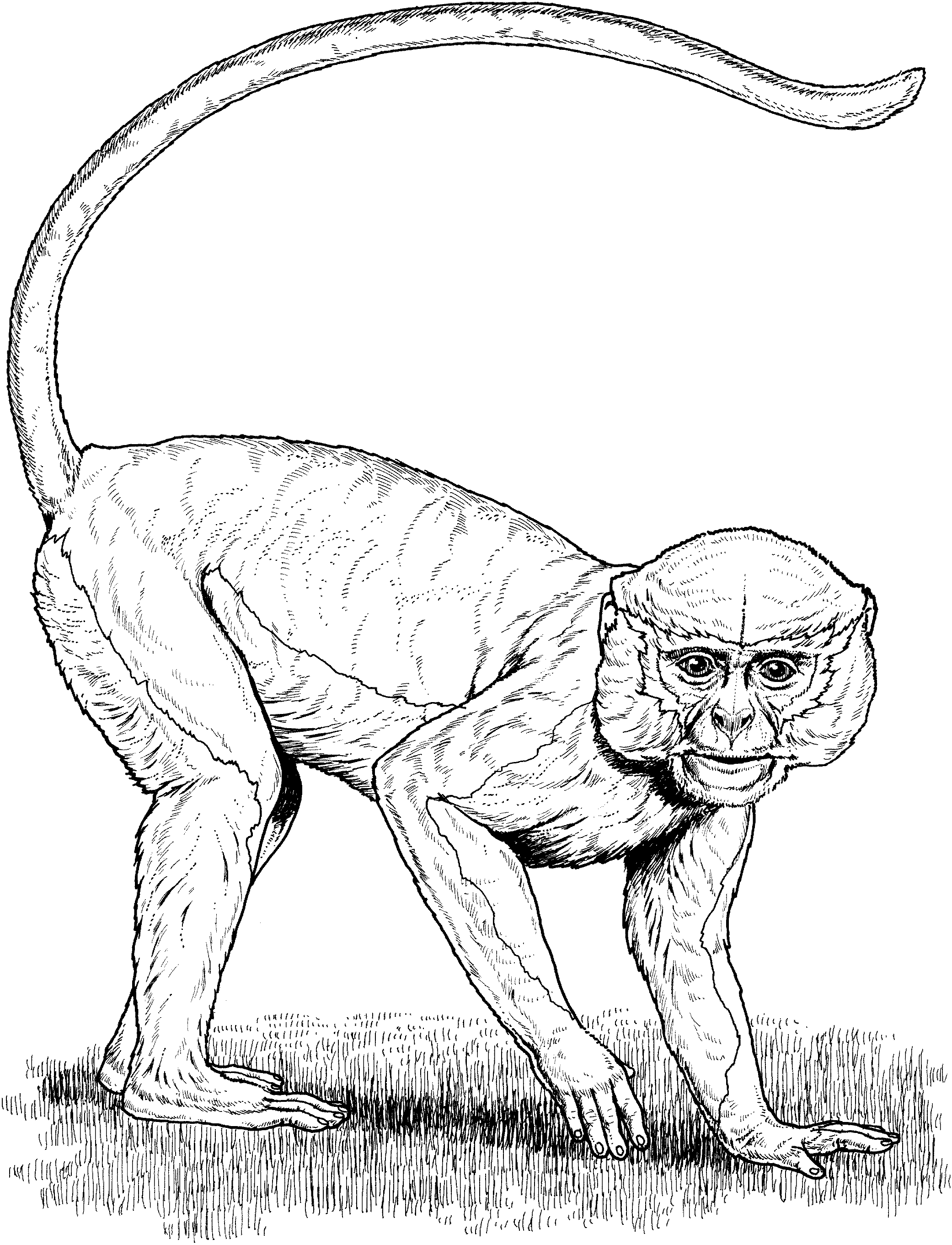 rain forest coloring pages spider monkey - photo #45