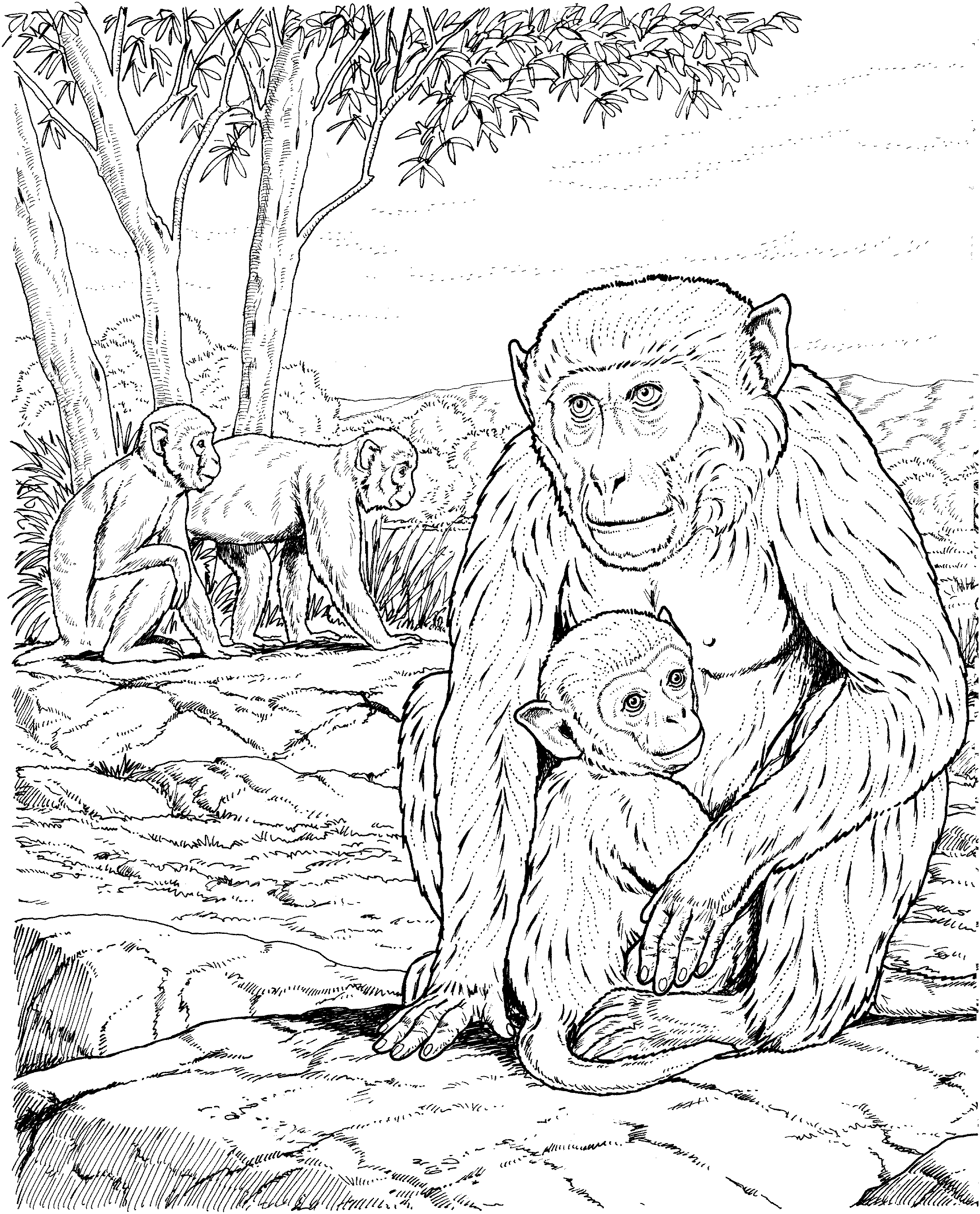 Monkey Coloring Pages