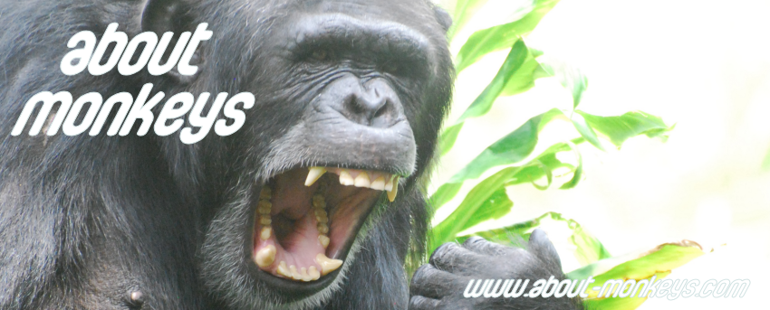 About Monkeys