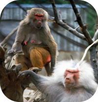 Monkeys