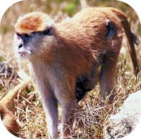 Monkey Picture