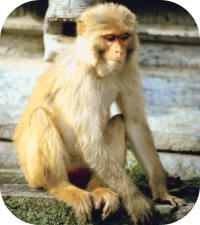 Monkey Photo