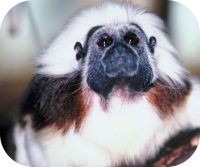 Tamarin