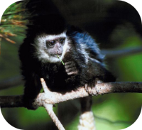 Marmoset